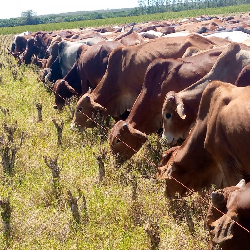 live beef steers( cattle) from Kenya from Kenya